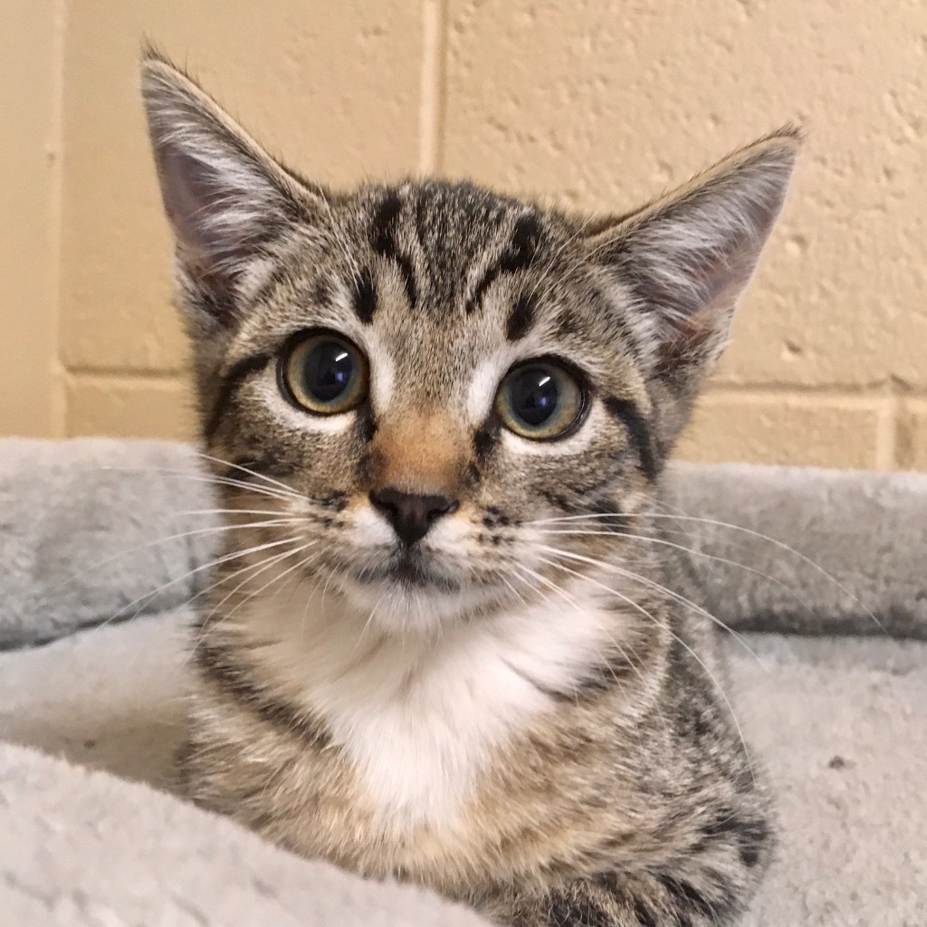 S Kitten 24-0829B, an adoptable Domestic Short Hair in Heber City, UT, 84032 | Photo Image 1