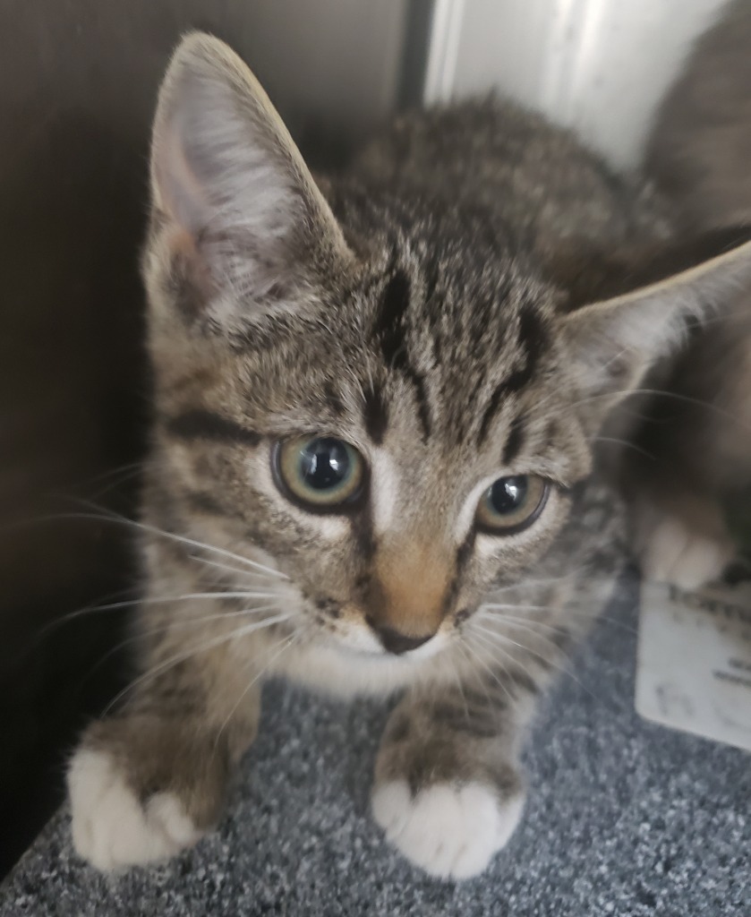 Poppy, an adoptable Domestic Short Hair in Heber City, UT, 84032 | Photo Image 2