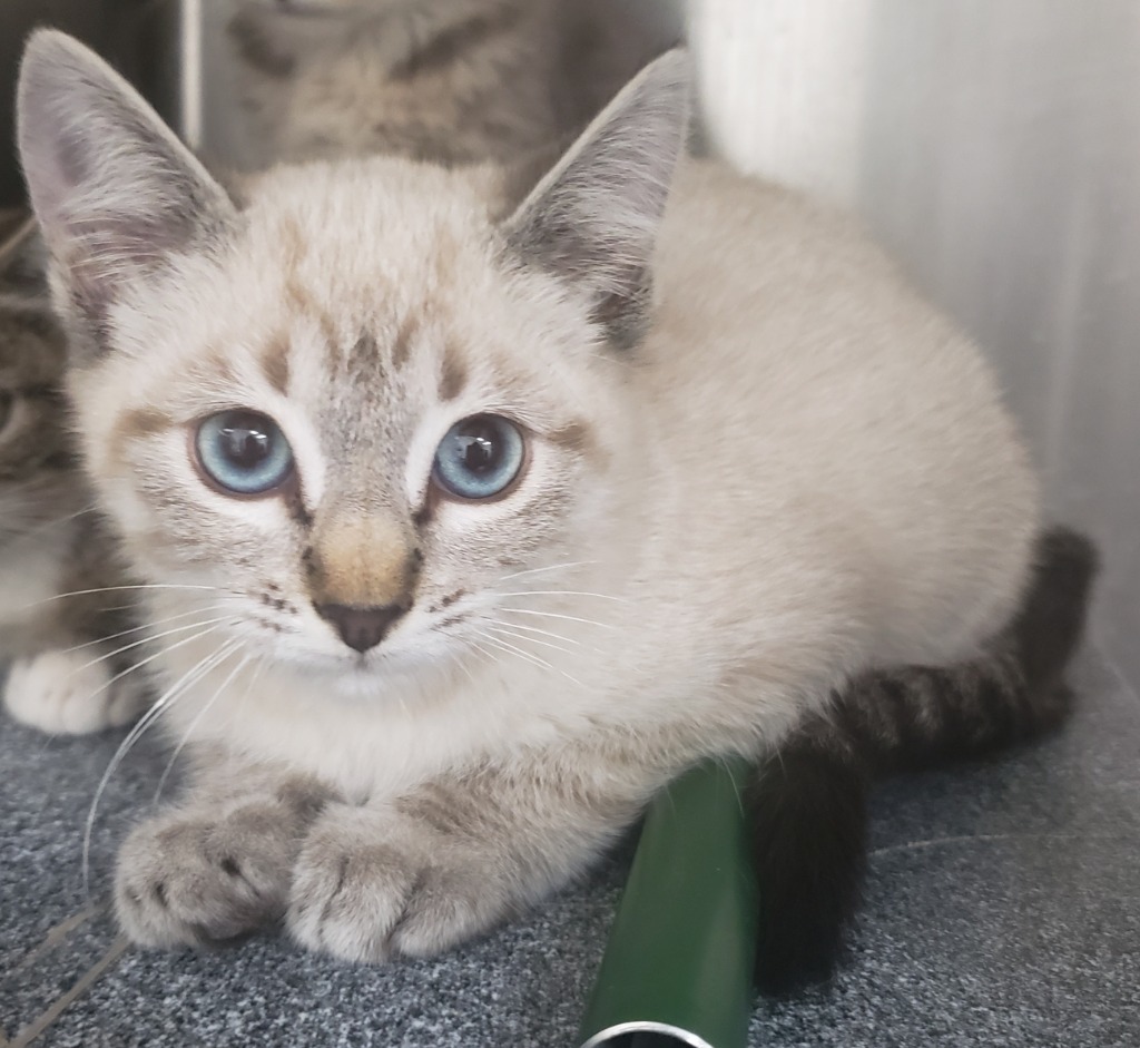 S Kitten 24-0829A, an adoptable Siamese in Heber City, UT, 84032 | Photo Image 1