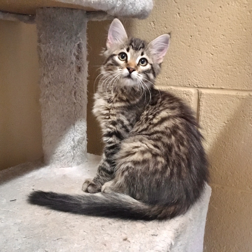 S Kitten 24-0829C, an adoptable Domestic Medium Hair in Heber City, UT, 84032 | Photo Image 1