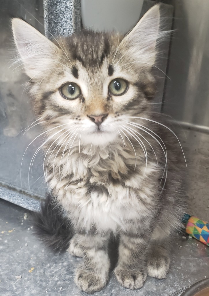 Tulip, an adoptable Domestic Medium Hair in Heber City, UT, 84032 | Photo Image 2