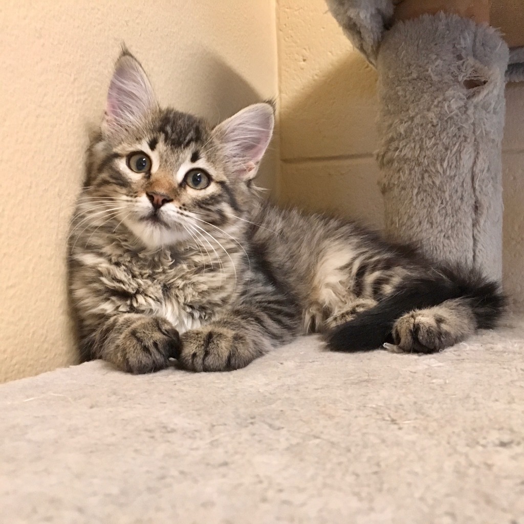 Tulip, an adoptable Domestic Medium Hair in Heber City, UT, 84032 | Photo Image 3