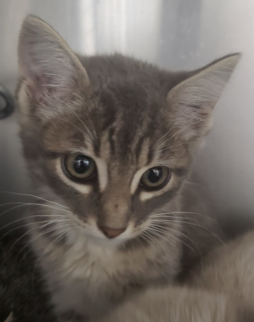 S Kitten 24-0829D, an adoptable Domestic Short Hair in Heber City, UT, 84032 | Photo Image 1