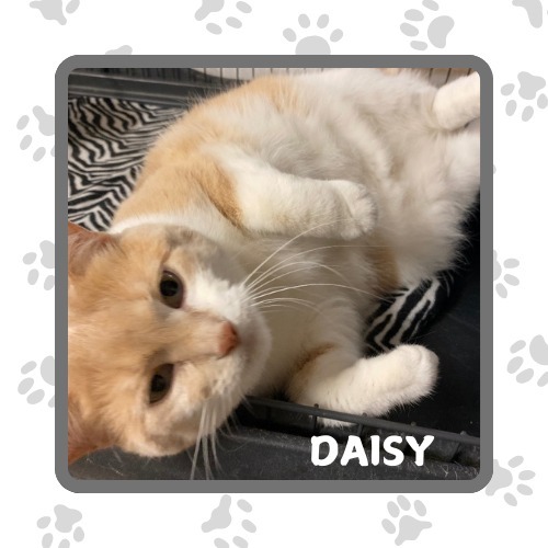 Daisy