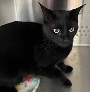 Petro, an adoptable Domestic Short Hair in Grand Junction, CO, 81505 | Photo Image 1