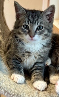 Pax, an adoptable Domestic Medium Hair in Grand Junction, CO, 81505 | Photo Image 1