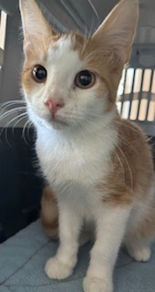 Rooney, Young Male Domestic Short Hair
