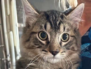 Pewter, an adoptable Domestic Medium Hair in Grand Junction, CO, 81505 | Photo Image 1