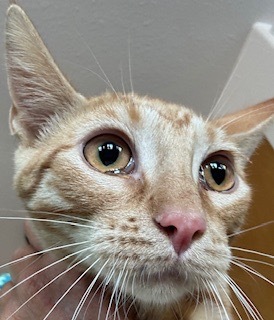 Radley, an adoptable Domestic Short Hair in Grand Junction, CO, 81505 | Photo Image 1