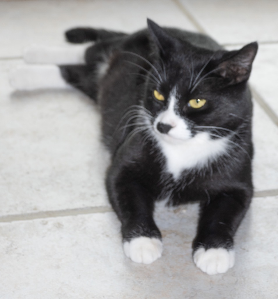 Harlequin, an adoptable Domestic Medium Hair in Palmer, AK, 99645 | Photo Image 1