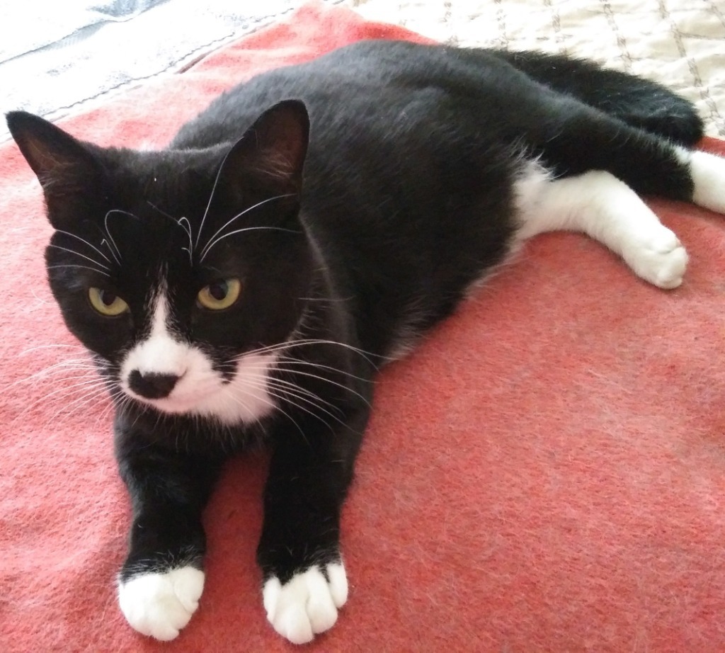 Harlequin, an adoptable Domestic Medium Hair in Palmer, AK, 99645 | Photo Image 1