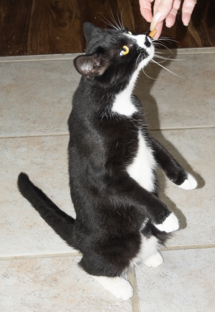 Harlequin, an adoptable Domestic Medium Hair in Palmer, AK, 99645 | Photo Image 4