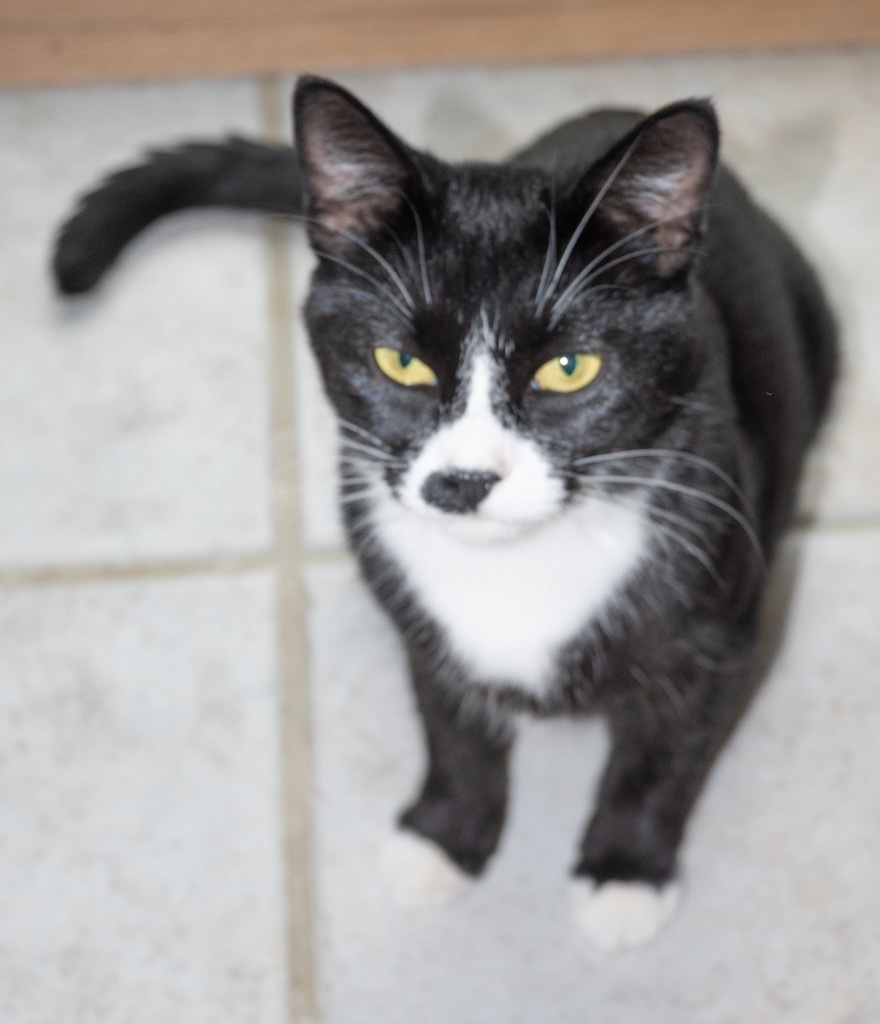 Harlequin, an adoptable Domestic Medium Hair in Palmer, AK, 99645 | Photo Image 5