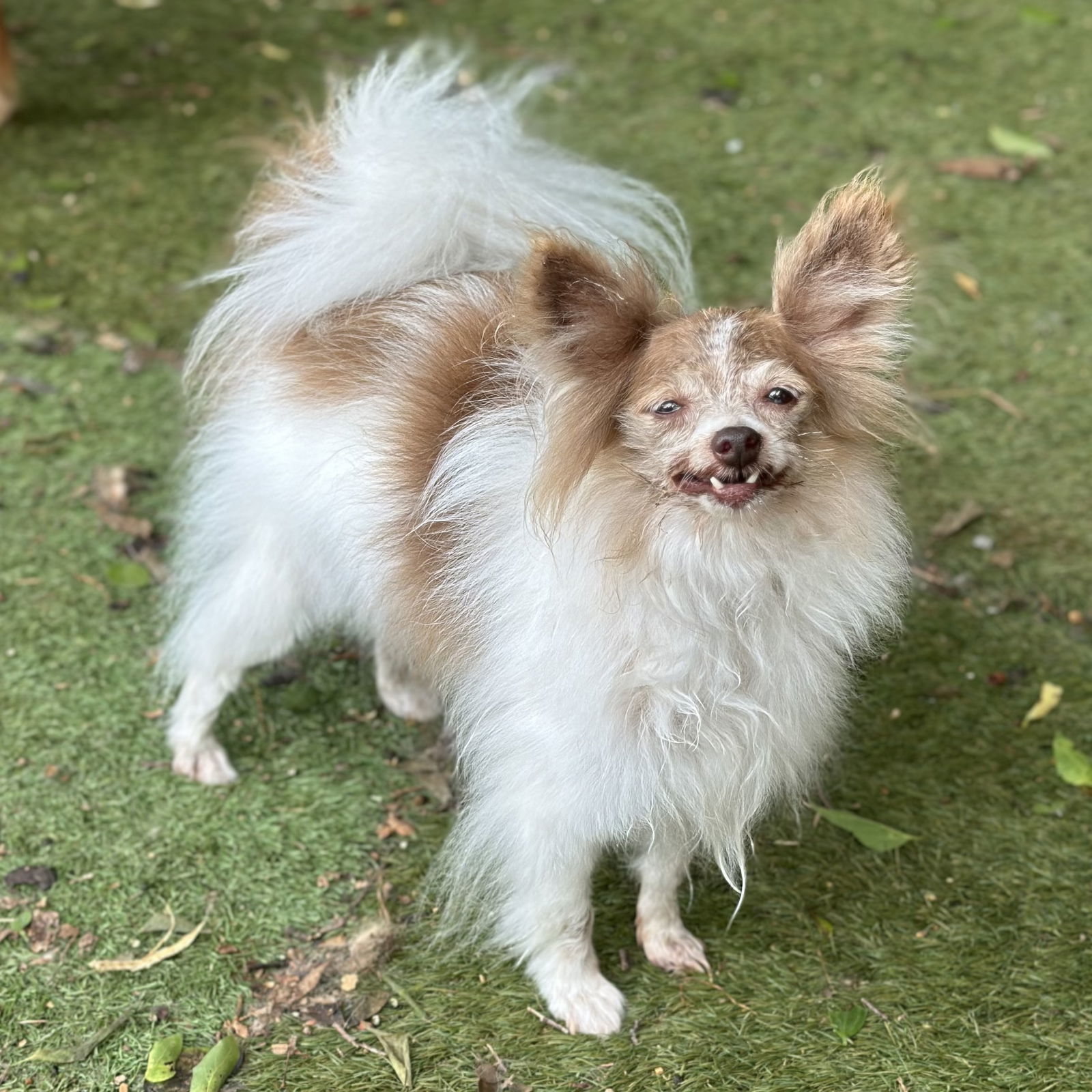 Serafina, an adoptable Pomeranian in Garland, TX, 75040 | Photo Image 1