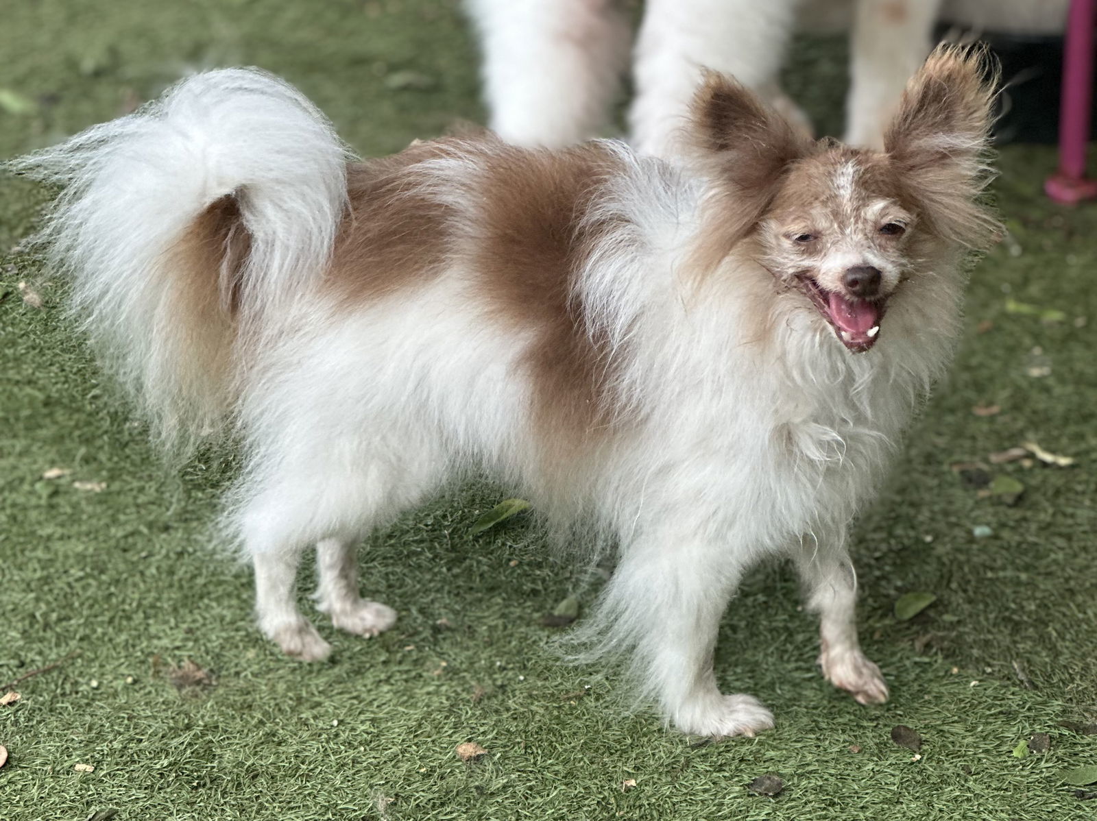 Serafina, an adoptable Pomeranian in Garland, TX, 75040 | Photo Image 2