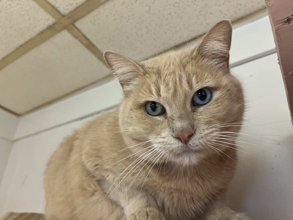 Persephone, an adoptable Domestic Short Hair in Papillion, NE, 68046 | Photo Image 1