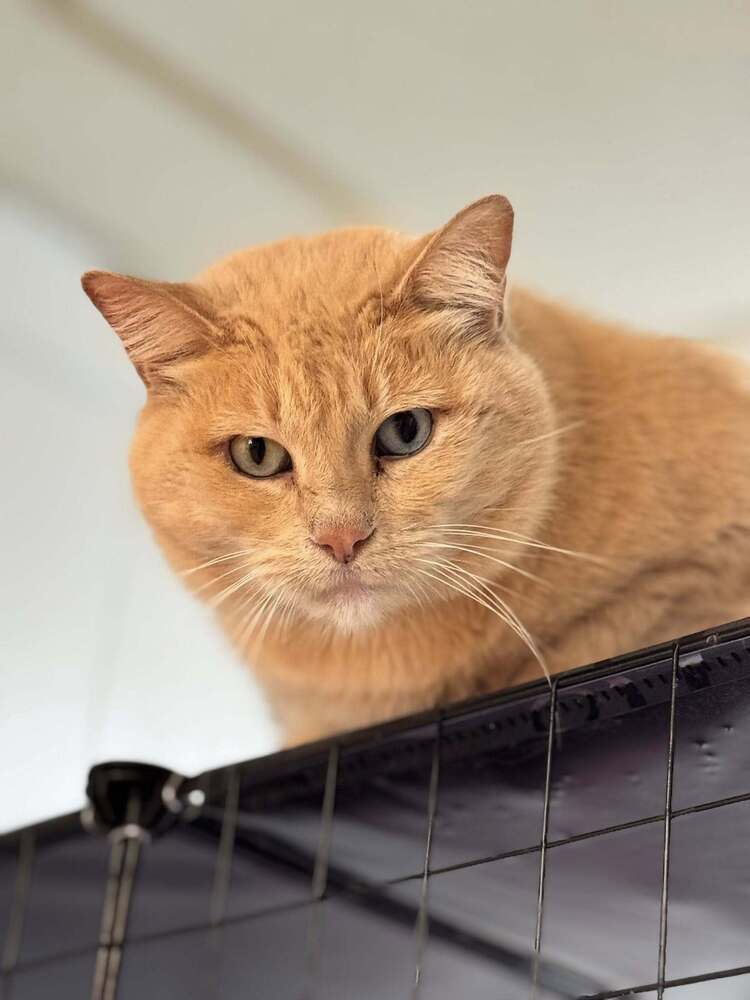 Persephone, an adoptable Domestic Short Hair in Papillion, NE, 68046 | Photo Image 2