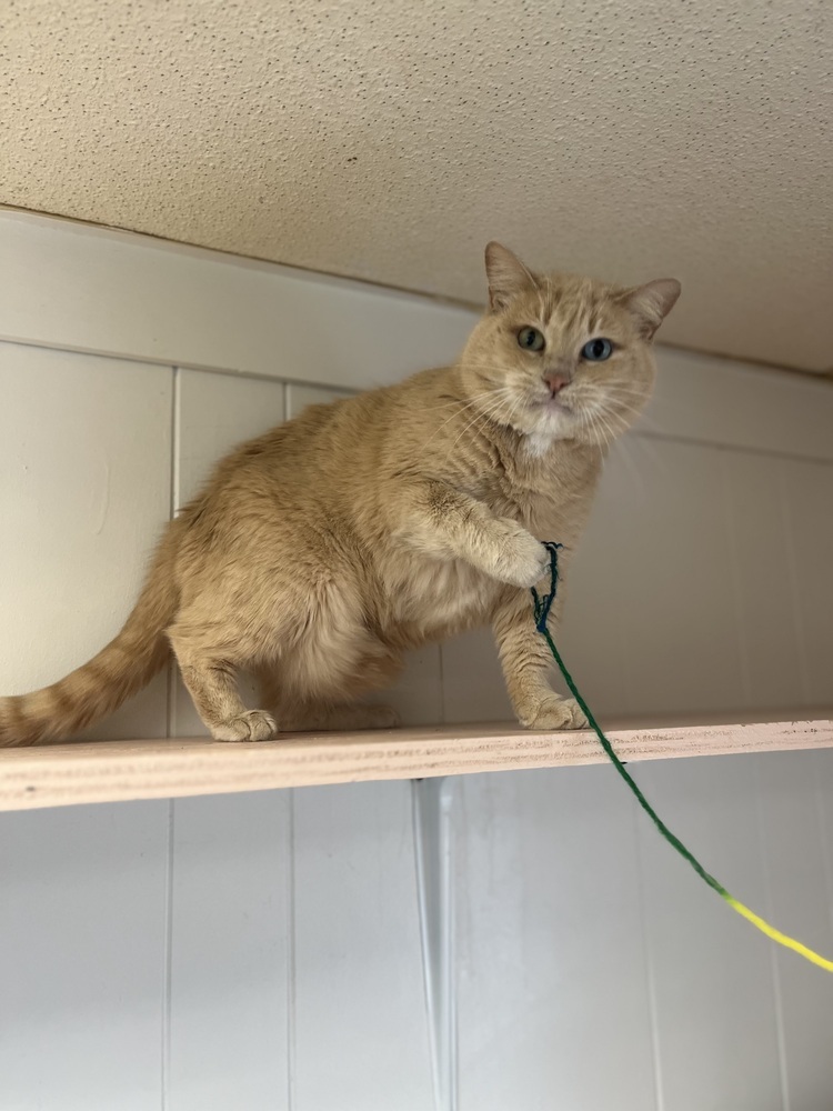 Persephone, an adoptable Domestic Short Hair in Papillion, NE, 68046 | Photo Image 3