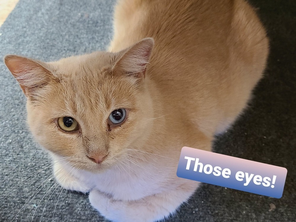 Persephone, an adoptable Domestic Short Hair in Papillion, NE, 68046 | Photo Image 5