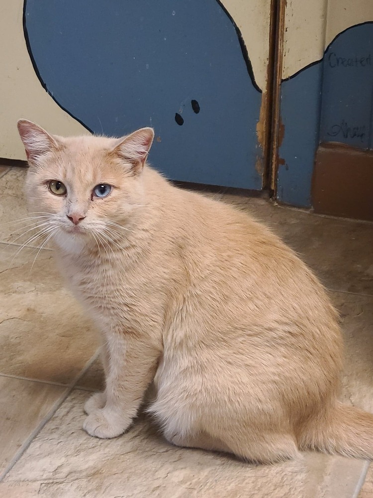 Persephone, an adoptable Domestic Short Hair in Papillion, NE, 68046 | Photo Image 6