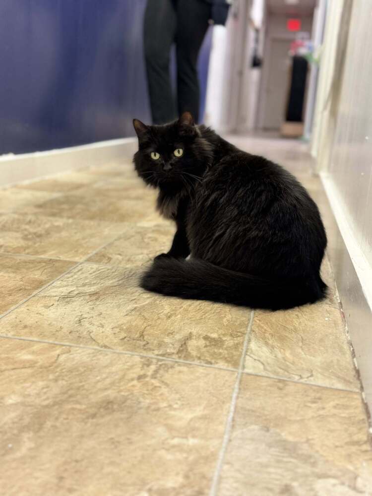 Styx, an adoptable Domestic Medium Hair in Papillion, NE, 68046 | Photo Image 2