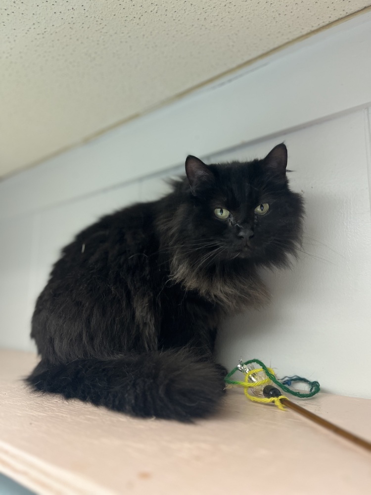 Styx, an adoptable Domestic Medium Hair in Papillion, NE, 68046 | Photo Image 3