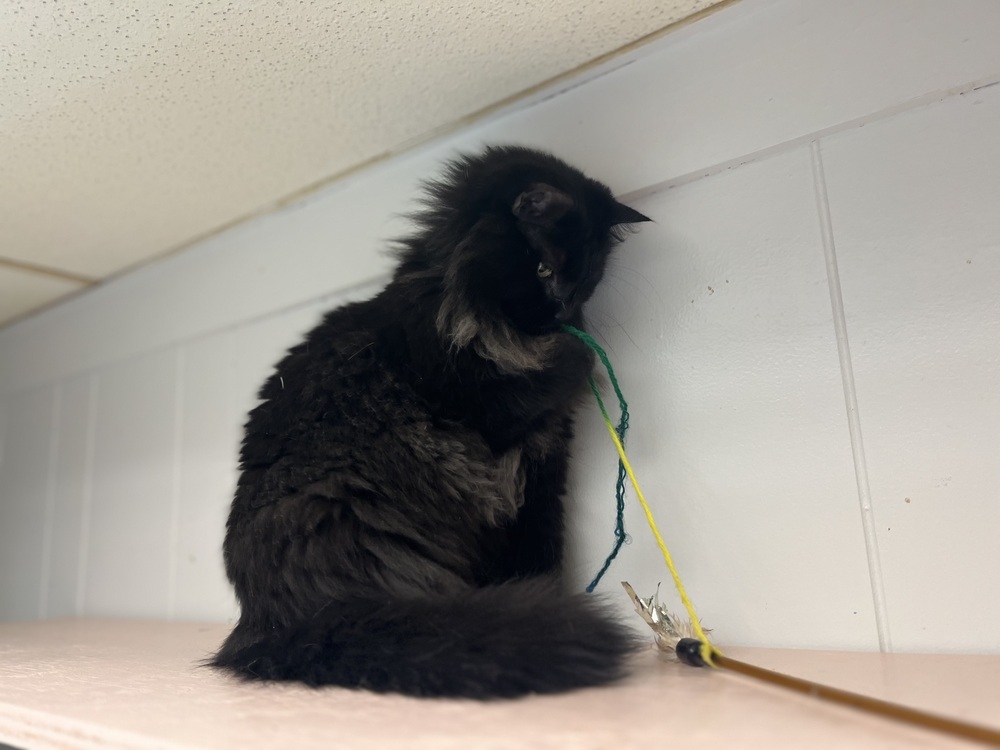 Styx, an adoptable Domestic Medium Hair in Papillion, NE, 68046 | Photo Image 4