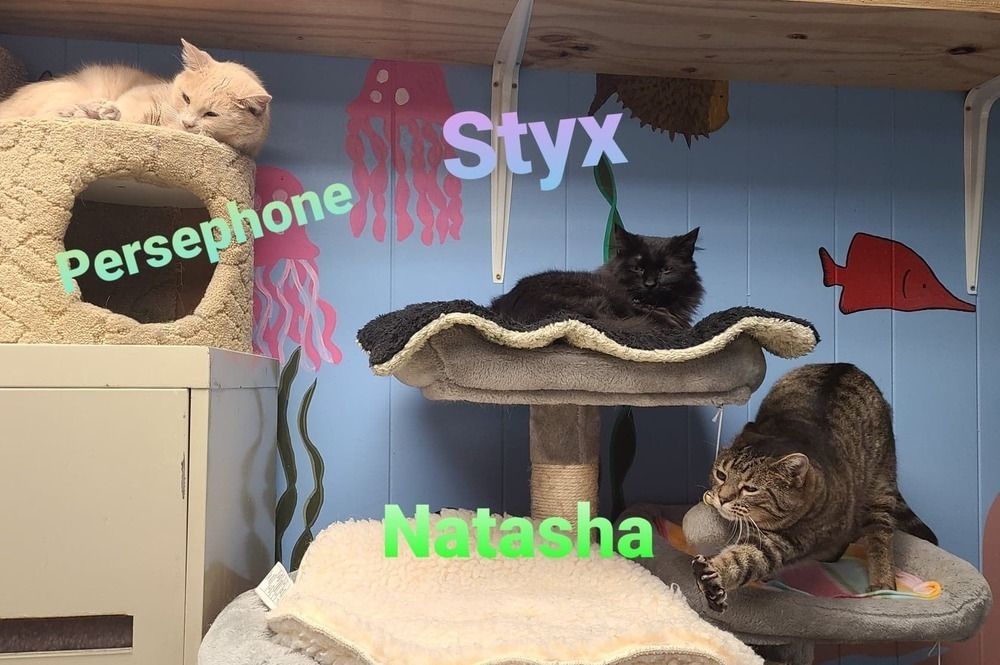 Styx, an adoptable Domestic Medium Hair in Papillion, NE, 68046 | Photo Image 5