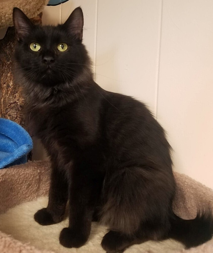 Styx, an adoptable Domestic Medium Hair in Papillion, NE, 68046 | Photo Image 6