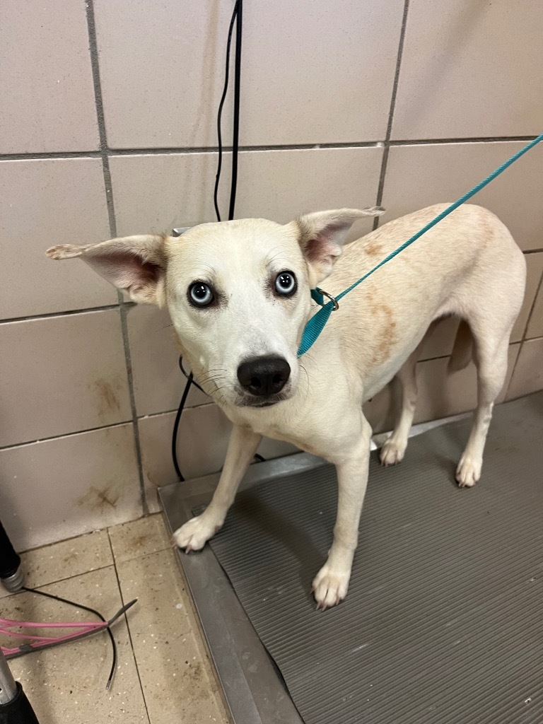 Ruby, an adoptable Whippet, Mixed Breed in Bossier City, LA, 71111 | Photo Image 1