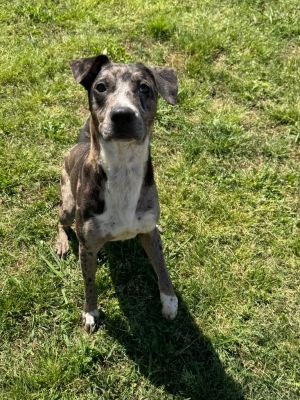 Ryker, Young Male Terrier