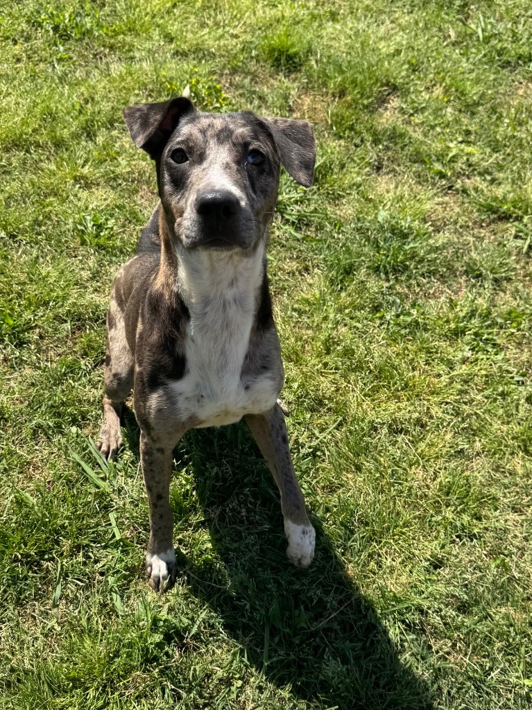 Ryker, an adoptable Terrier, Mixed Breed in Bossier City, LA, 71111 | Photo Image 1