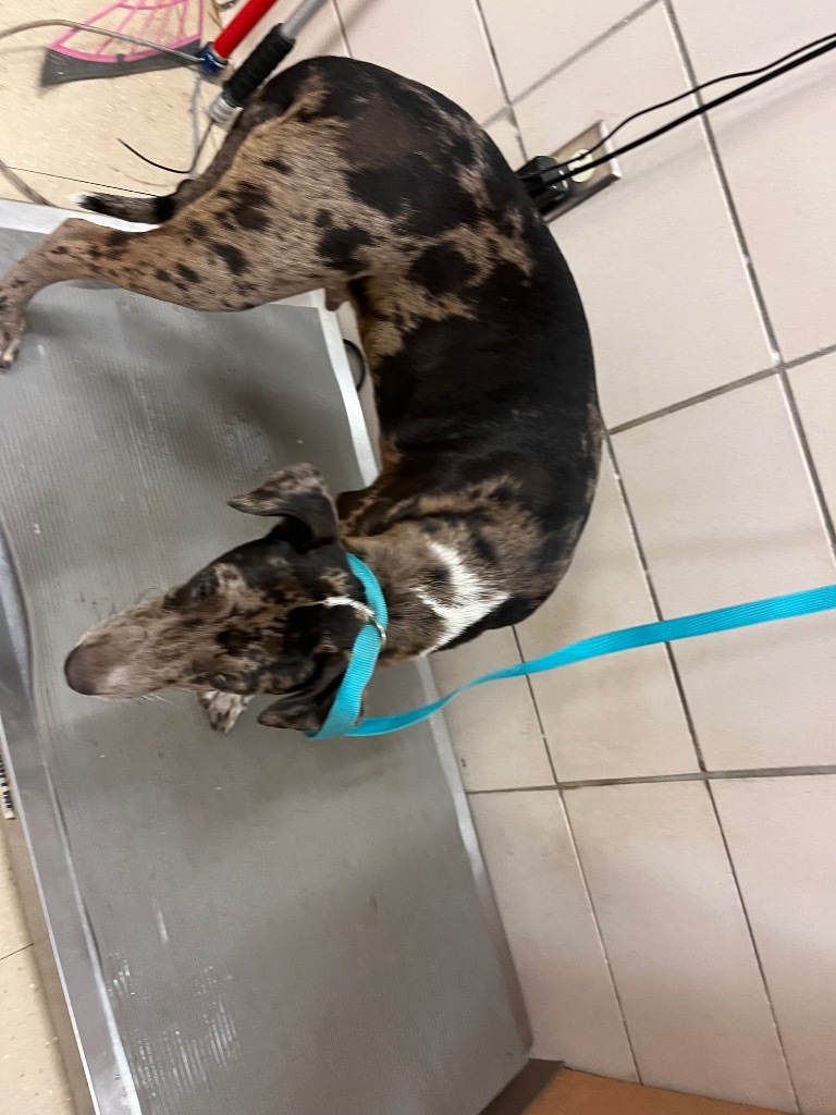 Ryker, an adoptable Terrier, Mixed Breed in Bossier City, LA, 71111 | Photo Image 2
