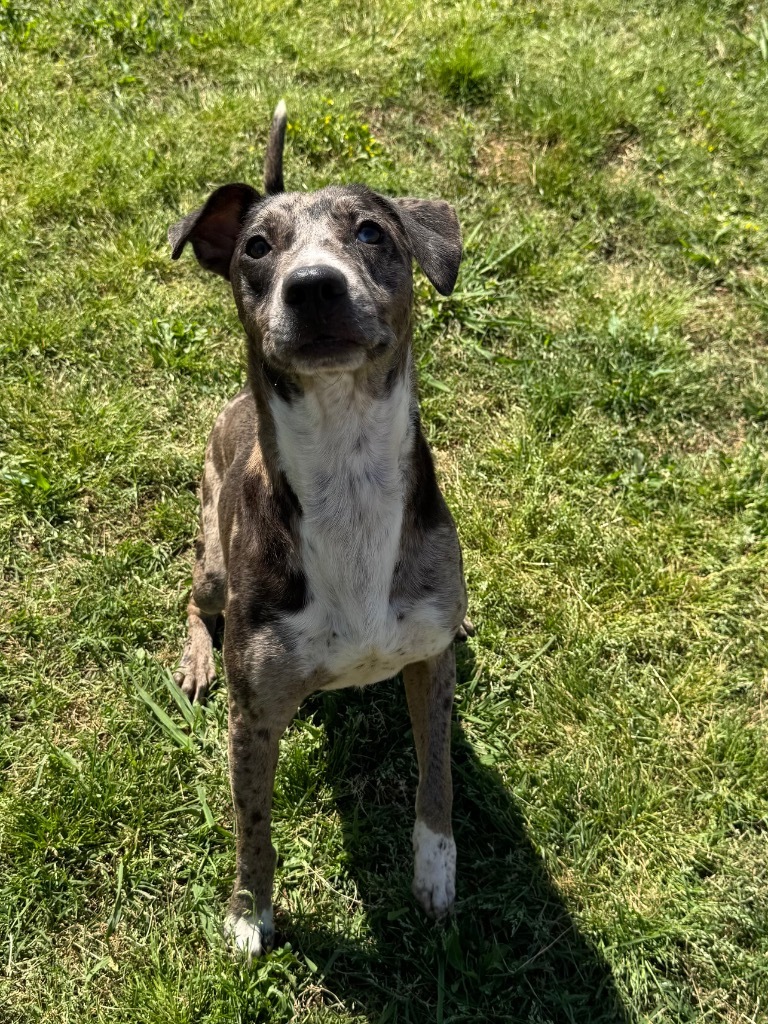 Ryker, an adoptable Terrier, Mixed Breed in Bossier City, LA, 71111 | Photo Image 4