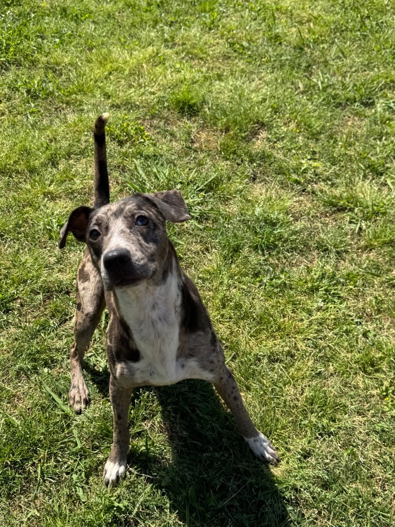 Ryker, an adoptable Terrier, Mixed Breed in Bossier City, LA, 71111 | Photo Image 5