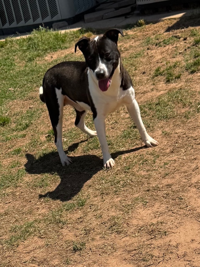 Rhett, an adoptable Pit Bull Terrier, Mixed Breed in Bossier City, LA, 71111 | Photo Image 1