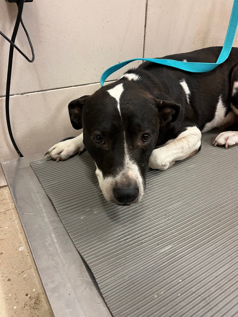 Rhett, an adoptable Pit Bull Terrier, Mixed Breed in Bossier City, LA, 71111 | Photo Image 3