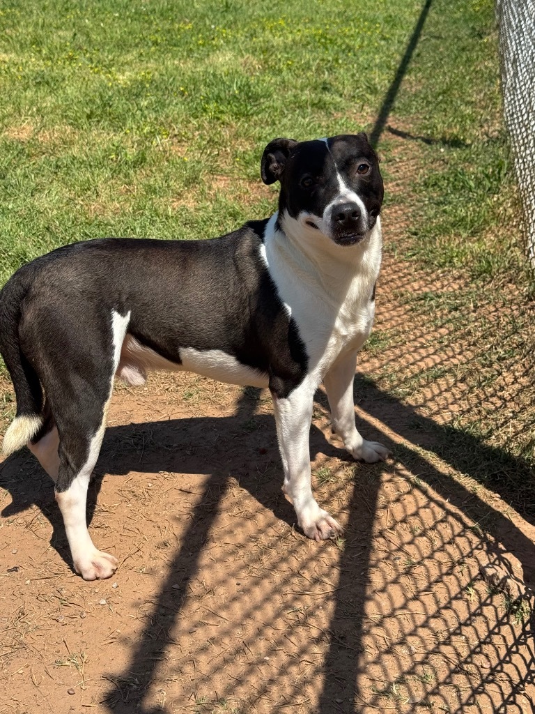 Rhett, an adoptable Pit Bull Terrier, Mixed Breed in Bossier City, LA, 71111 | Photo Image 5