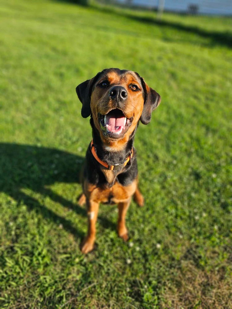 Luna Two, an adoptable Rottweiler, Bloodhound in Sprakers, NY, 12166 | Photo Image 1