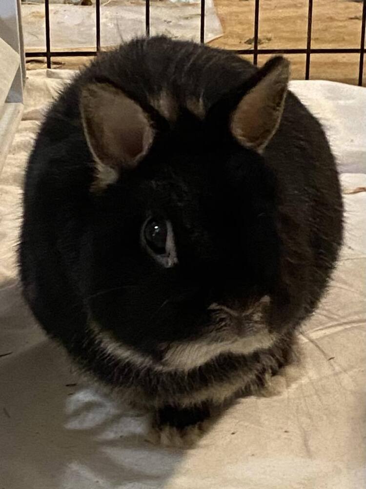 Little Bear