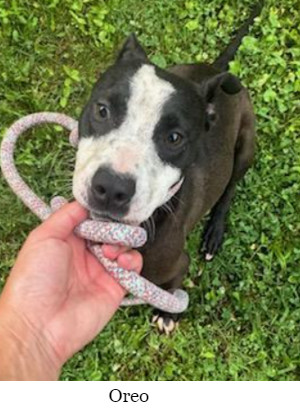OREO, Adult Male Terrier