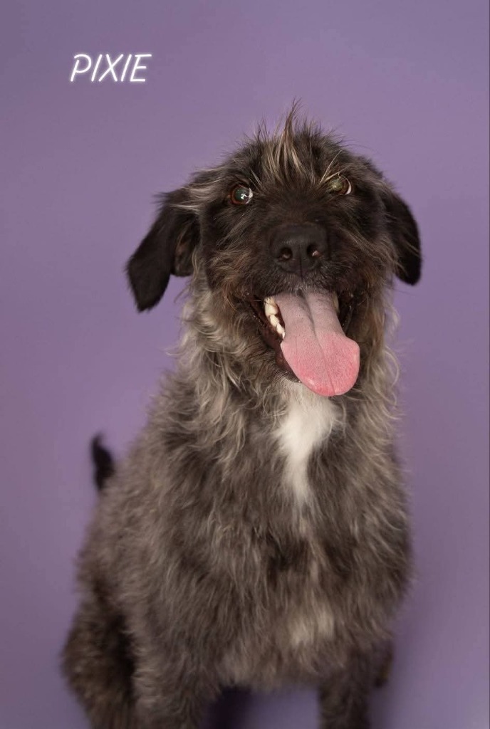 Pixie, an adoptable Mixed Breed in Minot, ND, 58701 | Photo Image 1