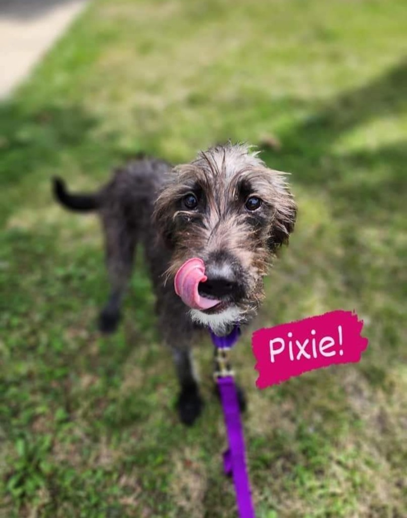 Pixie, an adoptable Mixed Breed in Minot, ND, 58701 | Photo Image 2