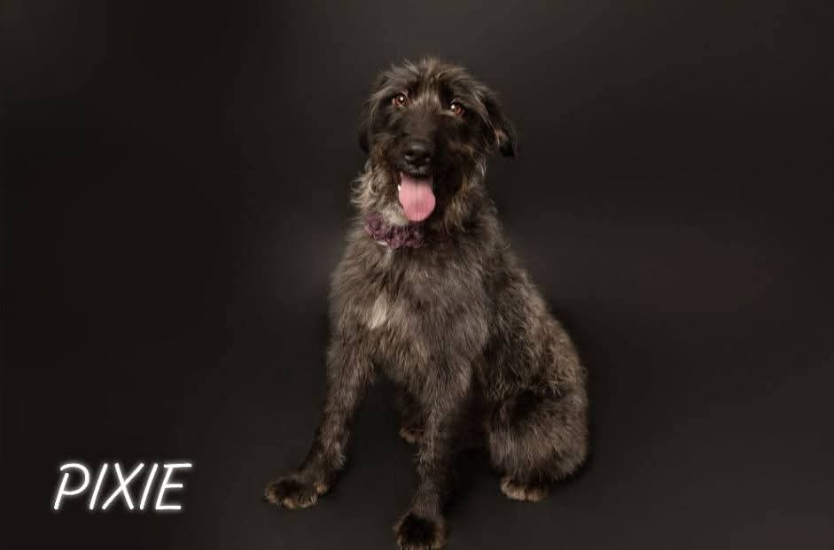 Pixie, an adoptable Mixed Breed in Minot, ND, 58701 | Photo Image 3
