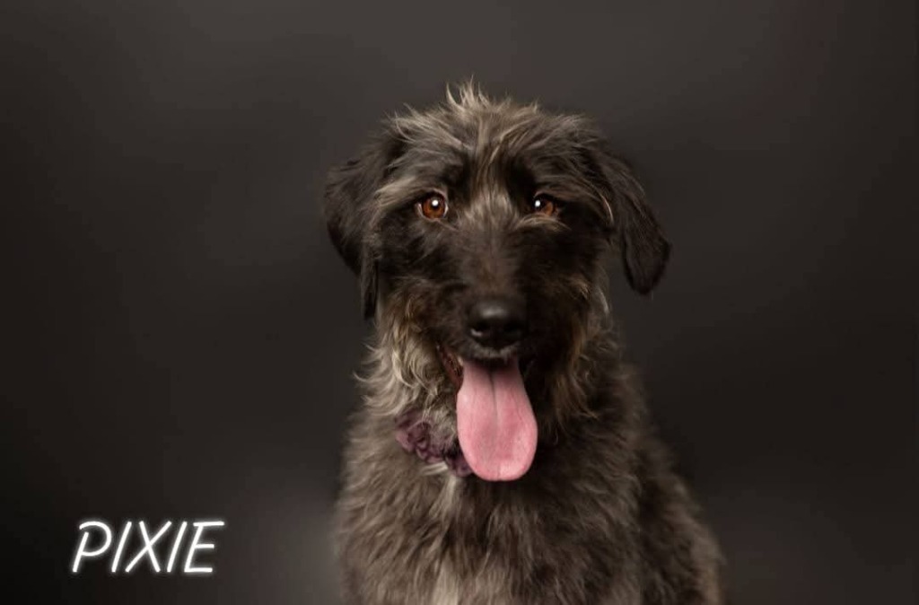 Pixie, an adoptable Mixed Breed in Minot, ND, 58701 | Photo Image 4