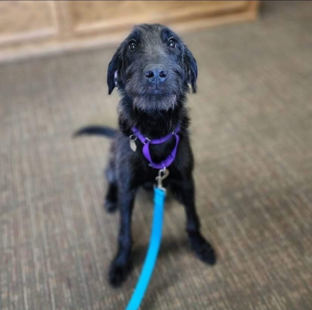 Avery, an adoptable Mixed Breed in Minot, ND, 58701 | Photo Image 1