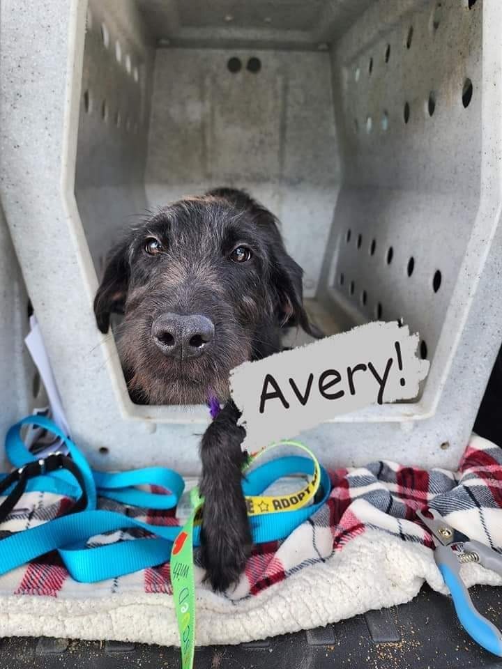 Avery, an adoptable Mixed Breed in Minot, ND, 58701 | Photo Image 2