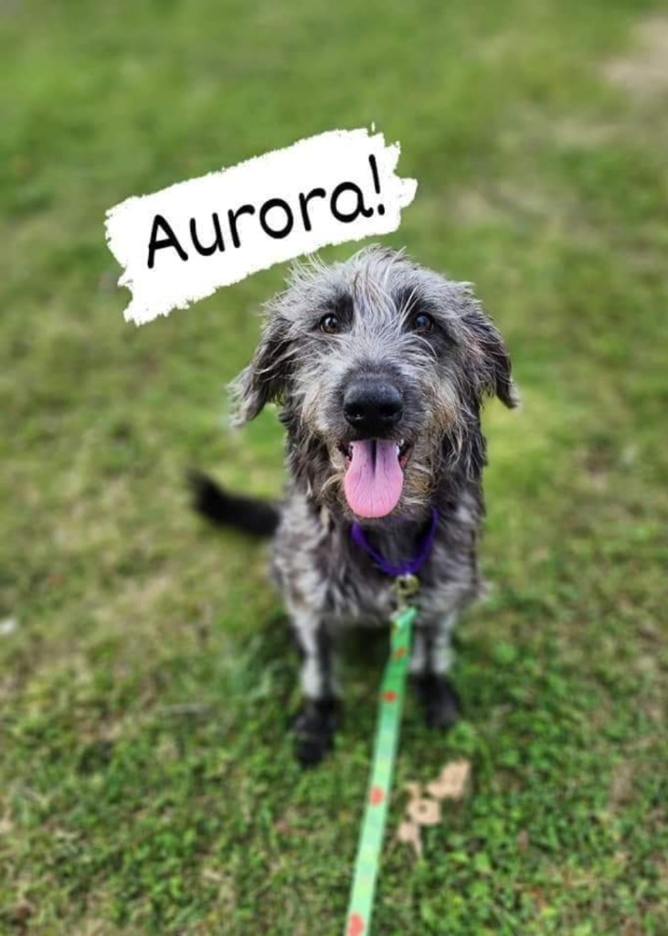 Aurora, an adoptable Mixed Breed in Minot, ND, 58701 | Photo Image 1