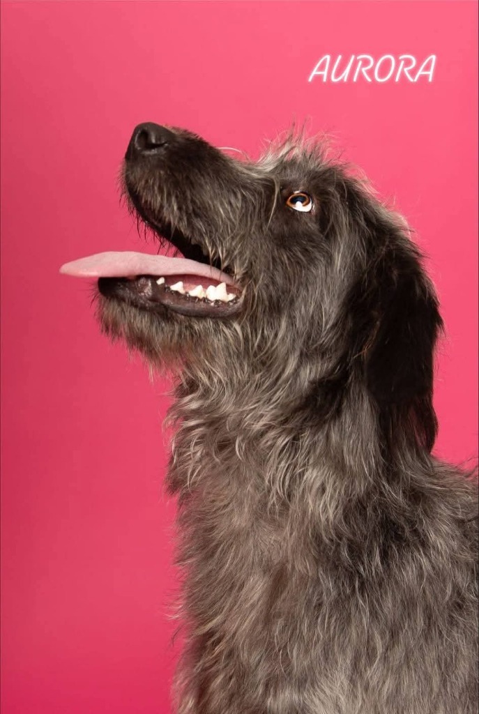 Aurora, an adoptable Mixed Breed in Minot, ND, 58701 | Photo Image 1