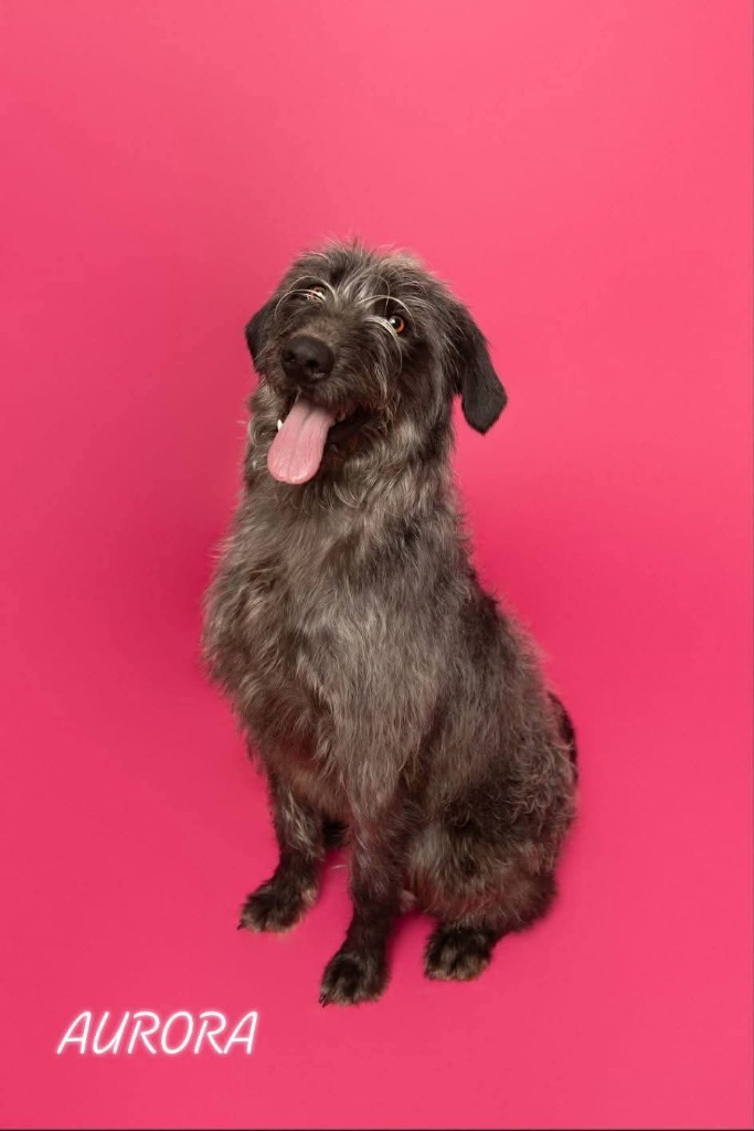 Aurora, an adoptable Mixed Breed in Minot, ND, 58701 | Photo Image 4